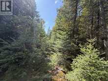 PT LT35 CON 3 WBR PT 77 CONCESSION | Lion's Head Ontario | Slide Image Thirteen