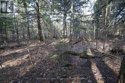 LOT 1 WEST BEAR LAKE ROAD | McMurrich/Monteith Ontario | Slide Image Thirteen