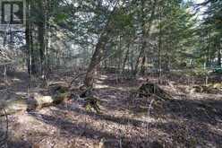 LOT 1 WEST BEAR LAKE ROAD | McMurrich/Monteith Ontario | Slide Image Fifteen