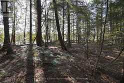 LOT 1 WEST BEAR LAKE ROAD | McMurrich/Monteith Ontario | Slide Image Eighteen