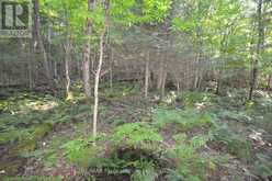 0 FRED JONES ROAD | Haliburton Ontario | Slide Image Eleven