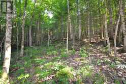 0 FRED JONES ROAD | Haliburton Ontario | Slide Image Thirteen