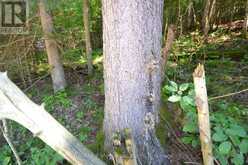0 FRED JONES ROAD | Haliburton Ontario | Slide Image Sixteen