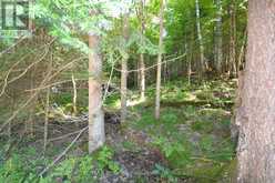 0 FRED JONES ROAD | Haliburton Ontario | Slide Image Seventeen