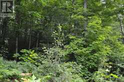 0 FERN GLEN ROAD | Emsdale Ontario | Slide Image Two