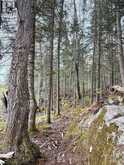 0 KING LAKE | Machar Ontario | Slide Image Forty-nine