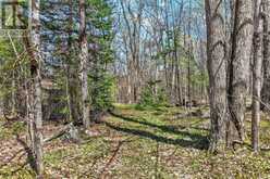 1165 SPRING LAKE ROAD | Bracebridge Ontario | Slide Image Twenty