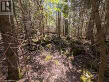 LOT 10 TRILLIUM CROSSING | Lion's Head Ontario | Slide Image Sixteen