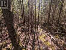LOT 10 TRILLIUM CROSSING | Lion's Head Ontario | Slide Image Eighteen