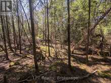 LOT 10 TRILLIUM CROSSING | Lion's Head Ontario | Slide Image Seventeen