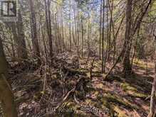 LOT 10 TRILLIUM CROSSING | Lion's Head Ontario | Slide Image Nineteen