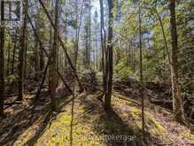 LOT 10 TRILLIUM CROSSING | Lion's Head Ontario | Slide Image Eight