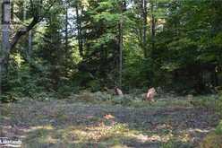 LOT 20 CONCESSION 5 ROAD | Huntsville Ontario | Slide Image Six
