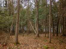 SOUTH LOT 18863 KAWAGAMA LAKE NORTH SHORE | Lake of Bays Ontario | Slide Image Twelve