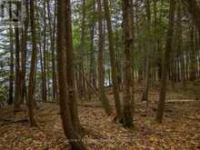 SOUTH LOT 18863 KAWAGAMA LAKE NORTH SHORE | Lake of Bays Ontario | Slide Image Sixteen