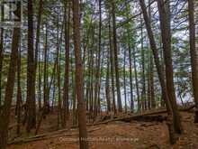 SOUTH LOT 18863 KAWAGAMA LAKE NORTH SHORE | Lake of Bays Ontario | Slide Image Nineteen