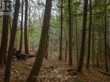 NORTH LOT 18863 KAWAGAMA LAKE NORTH SHORE DRIVE | Lake of Bays Ontario | Slide Image Fourteen