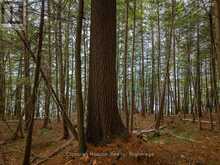 NORTH LOT 18863 KAWAGAMA LAKE NORTH SHORE DRIVE | Lake of Bays Ontario | Slide Image Fifteen