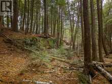 NORTH LOT 18863 KAWAGAMA LAKE NORTH SHORE DRIVE | Lake of Bays Ontario | Slide Image Seventeen