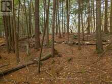 NORTH LOT 18863 KAWAGAMA LAKE NORTH SHORE DRIVE | Lake of Bays Ontario | Slide Image Twenty-two