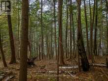 NORTH LOT 18863 KAWAGAMA LAKE NORTH SHORE DRIVE | Lake of Bays Ontario | Slide Image Twenty-six