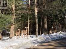 1027 SELECT TRAIL | Haliburton Ontario | Slide Image Forty-six