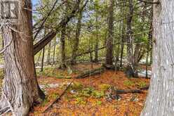 LOT 43 WARNER BAY ROAD | Tobermory Ontario | Slide Image Three