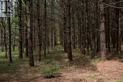 569025 6 SIDE ROAD | The Blue Mountains Ontario | Slide Image Twenty