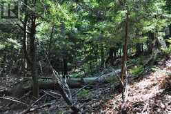 LOT 21 BAYSHORE ROAD | Meaford Ontario | Slide Image Fifteen