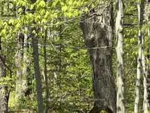 N/A SUTTER Road W | Lion's Head Ontario | Slide Image Thirteen