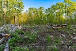 PART LOT 20 CONCESSION ROAD 14 CONCESSION | Shallow Lake Ontario | Slide Image Seven