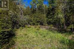 205 EAST ROAD | Lion's Head Ontario | Slide Image Seven