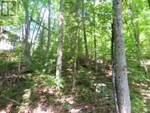 0 FIRE ROUTE 330 ROUTE | Highlands East Ontario | Slide Image Two