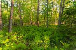 1068 WOODS ROAD | Haliburton Ontario | Slide Image Twenty-nine
