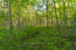 1068 WOODS ROAD | Haliburton Ontario | Slide Image Thirty