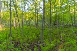 1068 WOODS ROAD | Haliburton Ontario | Slide Image Thirty-two