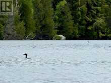 0 ISLAND LAKE ROAD | Kearney Ontario | Slide Image Thirty-one