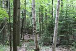 PT LT 15 CON 13 CONCESSION 14 ROAD | South Bruce Peninsula Ontario | Slide Image Eighteen