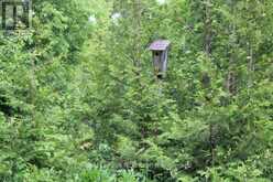 PT LT 15 CON 13 CONCESSION 14 ROAD | South Bruce Peninsula Ontario | Slide Image Nineteen