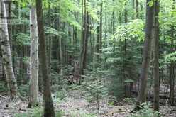 PT LT 15 CON 13 CONCESSION 14 ROAD | South Bruce Peninsula Ontario | Slide Image Two