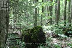 PT LT 15 CON 13 CONCESSION 14 ROAD | South Bruce Peninsula Ontario | Slide Image Five