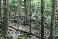 PT LT 15 CON 13 CONCESSION 14 ROAD | South Bruce Peninsula Ontario | Slide Image Six