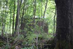PT LT 15 CON 13 CONCESSION 14 ROAD | South Bruce Peninsula Ontario | Slide Image Seven