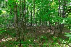LOT 78 141 HIGHWAY | Rosseau Ontario | Slide Image Three