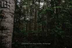 447 FOX RUN | Temagami Ontario | Slide Image Twenty-one