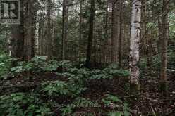 447 FOX RUN | Temagami Ontario | Slide Image Twenty-six
