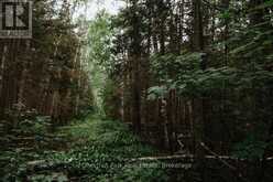 447 FOX RUN | Temagami Ontario | Slide Image Twenty-nine