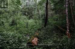 447 FOX RUN | Temagami Ontario | Slide Image Thirty-nine