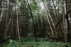 447 FOX RUN | Temagami Ontario | Slide Image Forty
