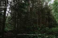447 FOX RUN | Temagami Ontario | Slide Image Forty-two